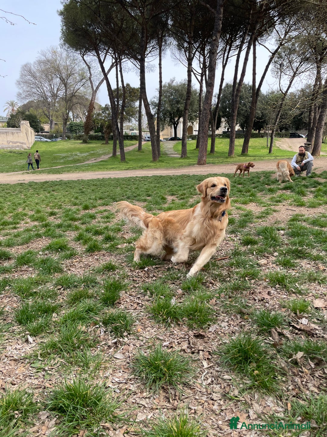 Golden Retriever cani per accoppiamento: Gregorio cerca la sua dolce metà 🐶❤️ a Provincia di Frosinone - Annuncio 1