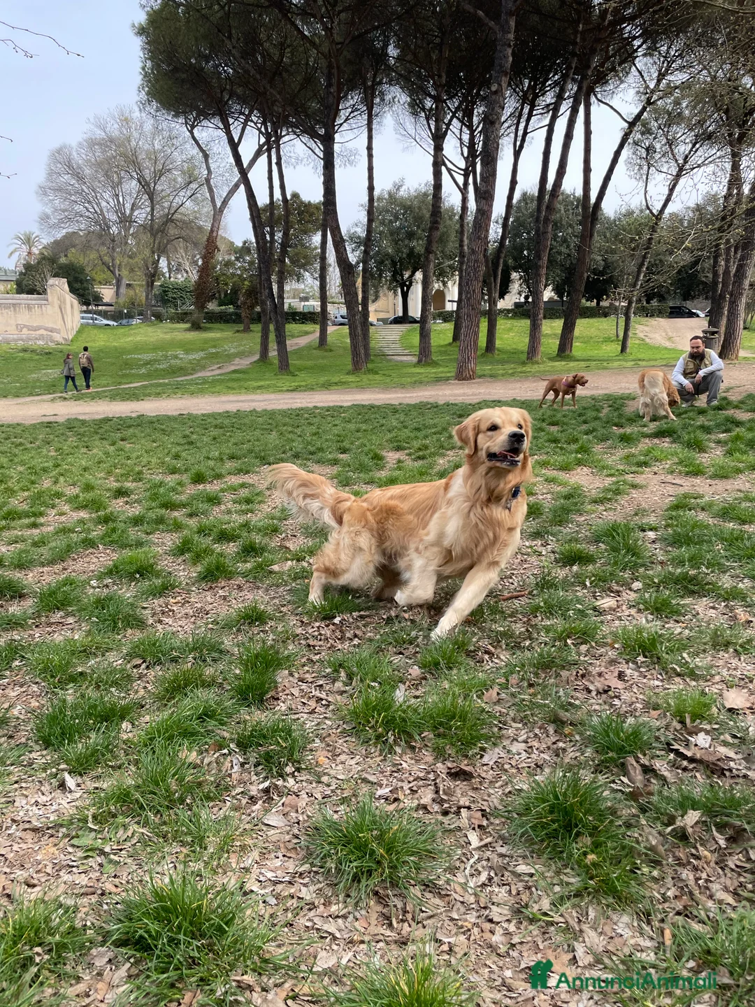 Golden Retriever cani per accoppiamento: Golden Retriever cerca compagna 🐶❤️ - Annuncio 1