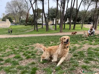 Golden Retriever cani Golden Retriever cerca compagna 🐶❤️ - Annuncio 1