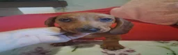 Bassotto cani in vendita: Cuccioli di bassotto - Annuncio 4