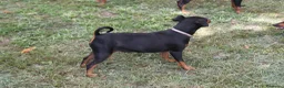 Pinscher Miniatura cani in vendita: Pinscher nano  - Annuncio 8