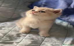 Scottish gatti in vendita: Scottish Straight - Annuncio 1