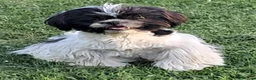 Shih Tzu cani in vendita: Shihtzu maschio con pedigree  - Annuncio 2