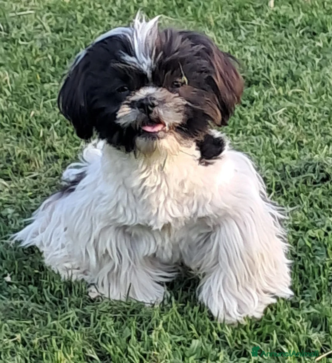 Shih Tzu cani in vendita: Shihtzu maschio con pedigree  - Annuncio 2