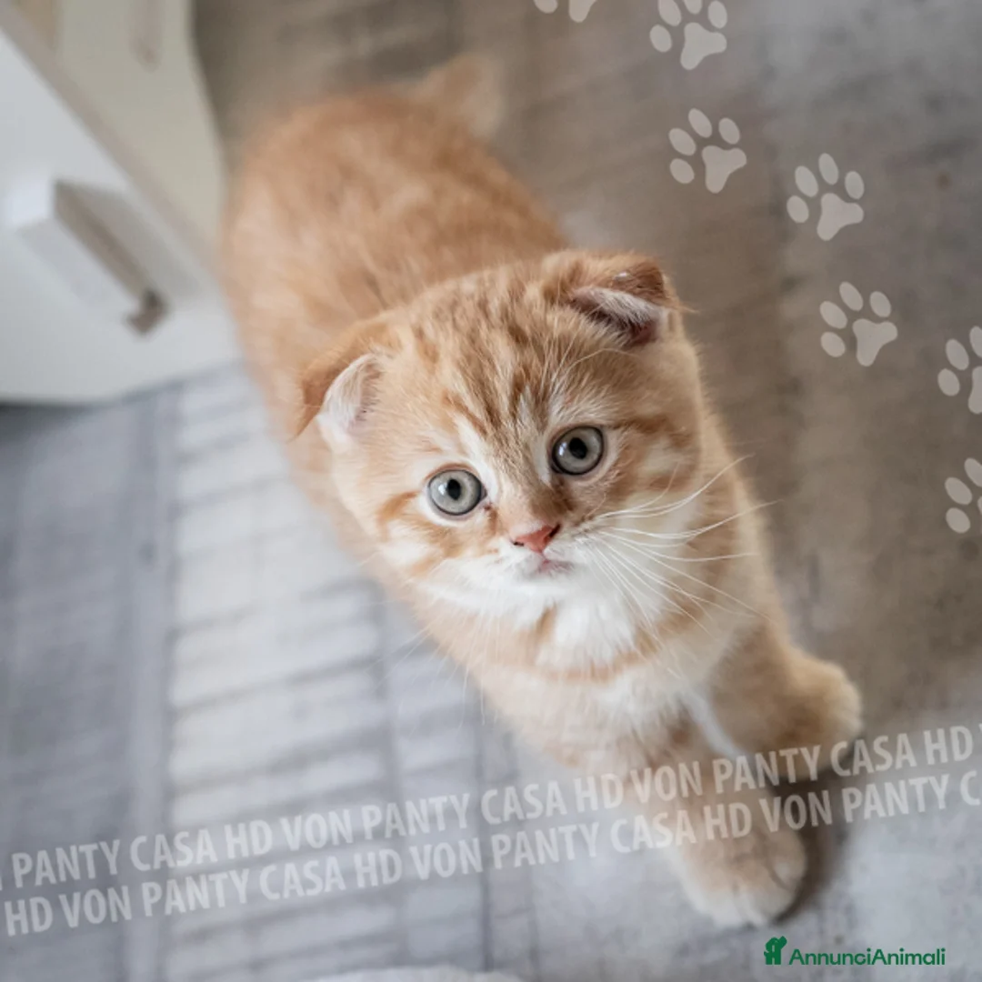 Scottish gatti in vendita: Maschietti Scottish Fold - Annuncio 15