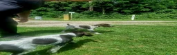Drahthaar cani in vendita: Cucciolo bracco tedesco Drahthaar - Annuncio 4