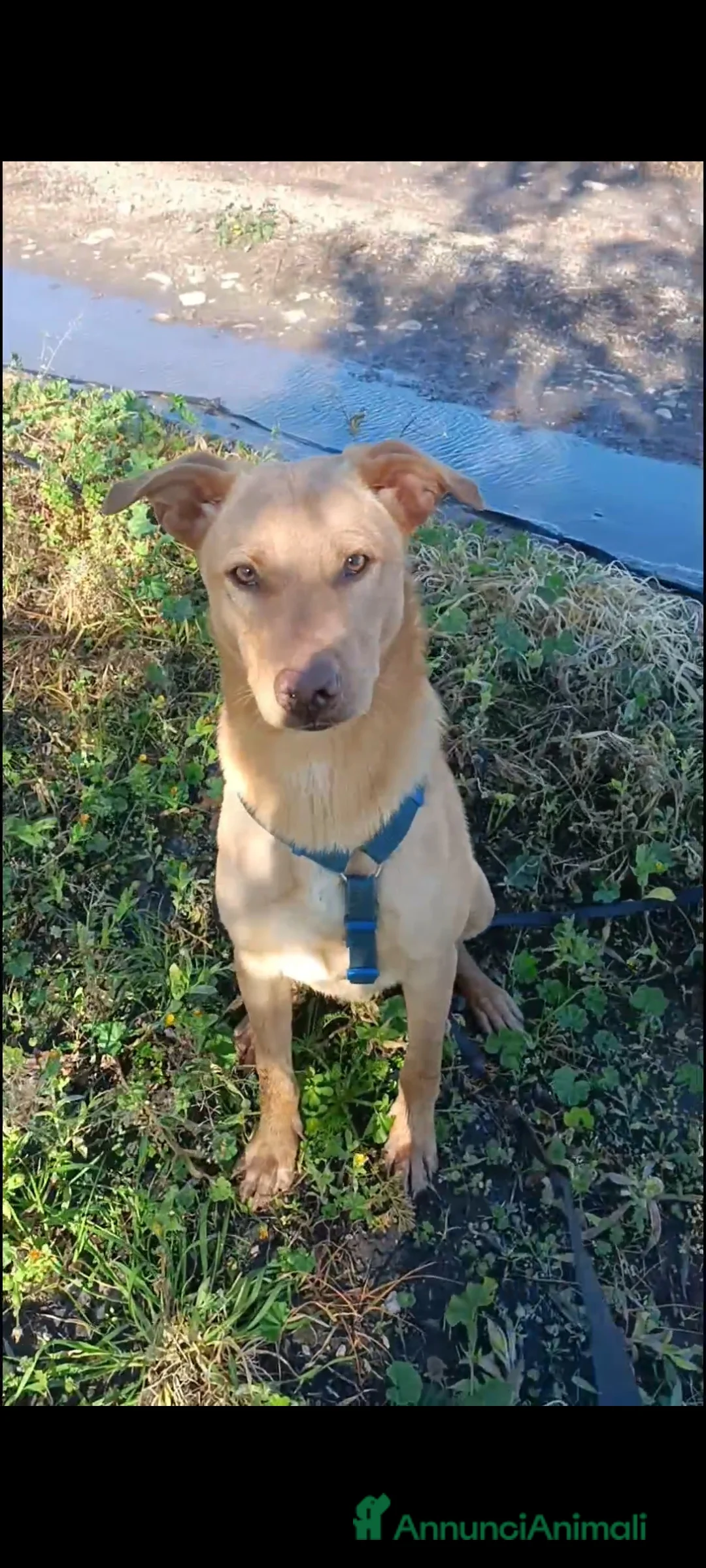 Meticcio cani in regalo: Milo 8 mesi 18 Kili  - Annuncio 1