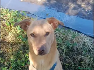 Meticcio cani Milo 8 mesi 18 Kili - Annuncio 3