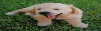 Golden Retriever 3