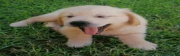 Golden Retriever cani in vendita: Cuccioli di Golden Retriever con Pedegree ENCI  - Annuncio 5
