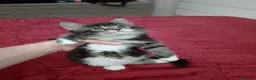 Maine Coon gatti in vendita: Manolita : una bella gattina - Annuncio 4