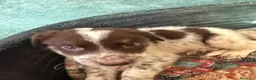Meticcio cani in regalo: Due cuccioli, taglia media!  - Annuncio 2