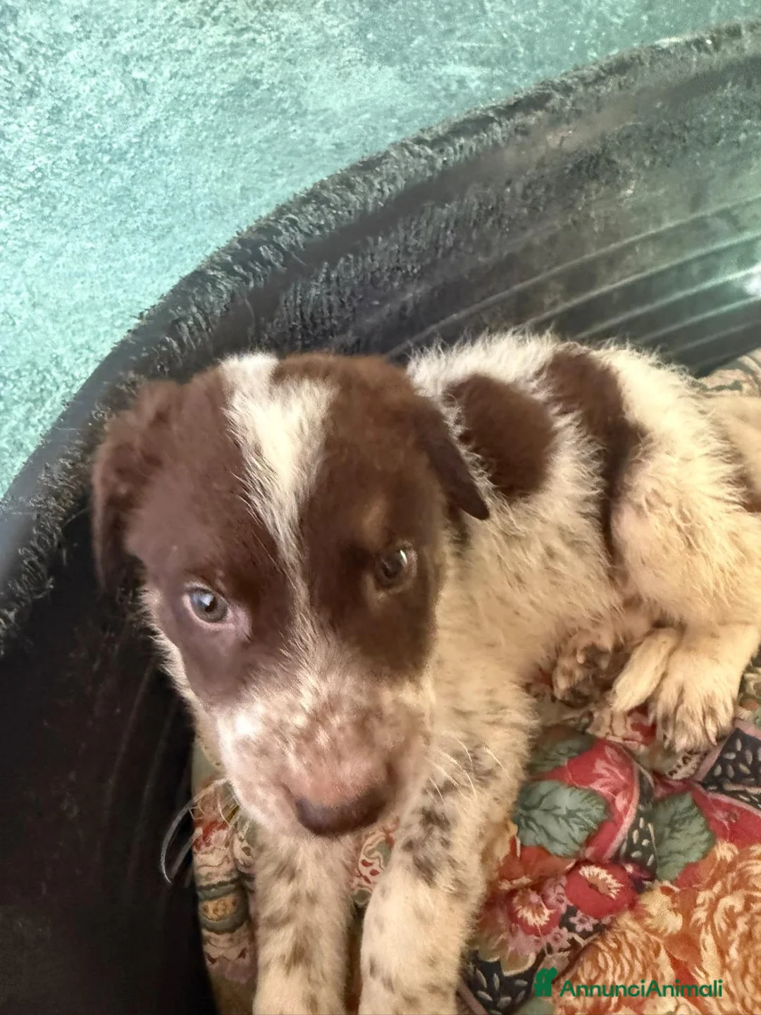 Meticcio cani in regalo: Due cuccioli, taglia media!  - Annuncio 2
