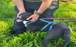 Meticcio cani in regalo: CICCIO, indipendente meticcio nero cerca casa a Città metropolitana di Milano - Immagine 3