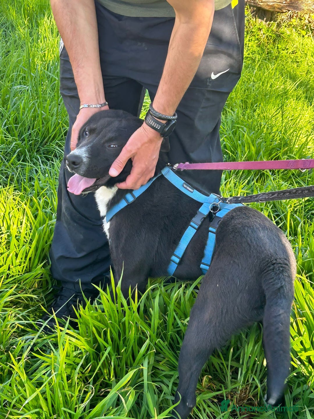 Meticcio cani in regalo: CICCIO, indipendente meticcio nero cerca casa a Città metropolitana di Milano - Immagine 3