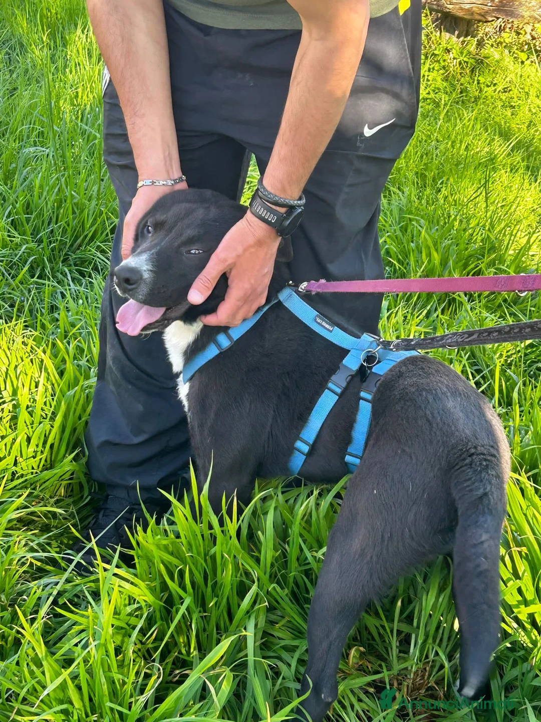 Meticcio cani in regalo: CICCIO, indipendente meticcio nero cerca casa a Città metropolitana di Milano - Annuncio 3