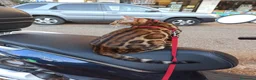 Bengala gatti in vendita: Cuccioli gattini del Bengala - Annuncio 3
