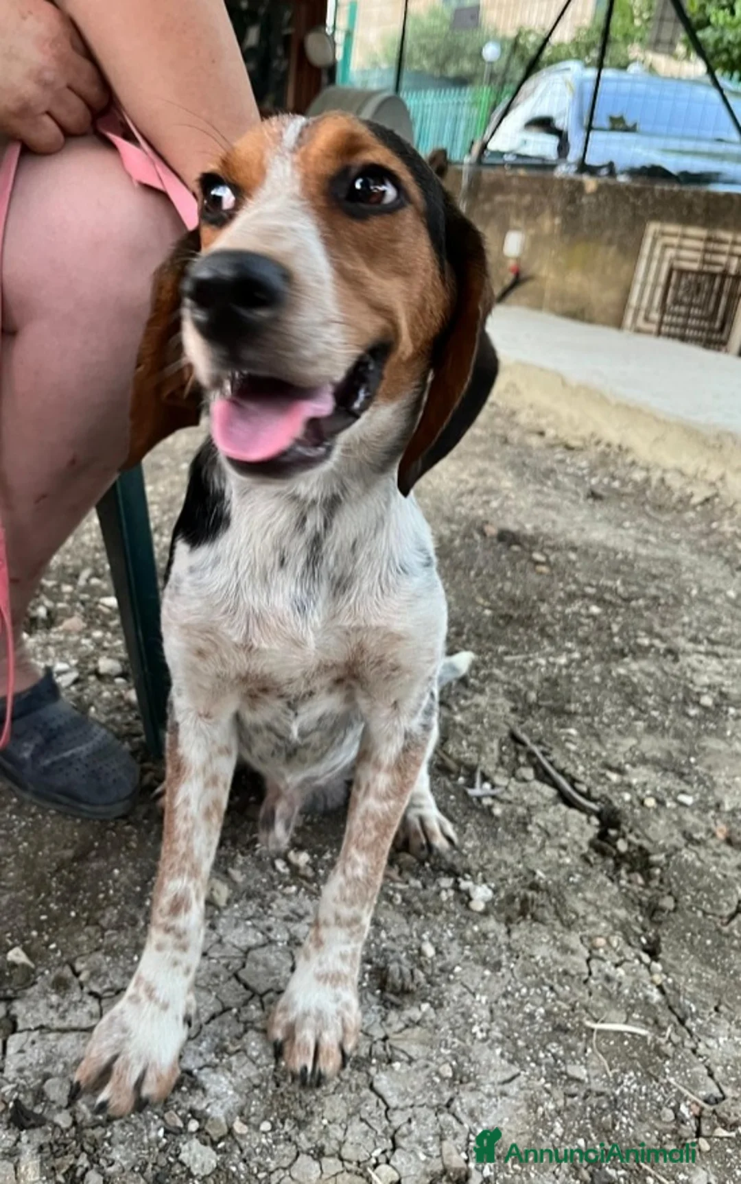 Meticcio cani in regalo: Ulisse mix Beagle 2anni kg12 SOS SICILIA - Annuncio 2