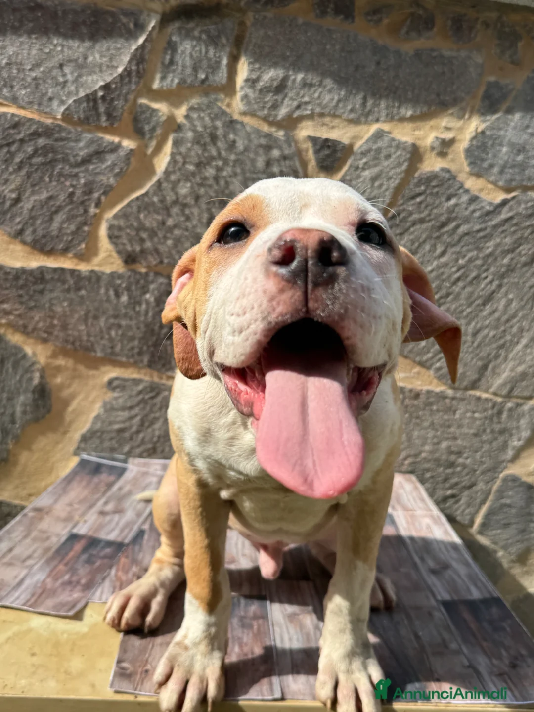 American Staffordshire cani in vendita: American Staffordshire terrier - Annuncio 2