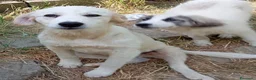 Pastore Maremmano cani in regalo: Dolcissimo cucciolo 5 mesi abbandonato da tutti  - Annuncio 8