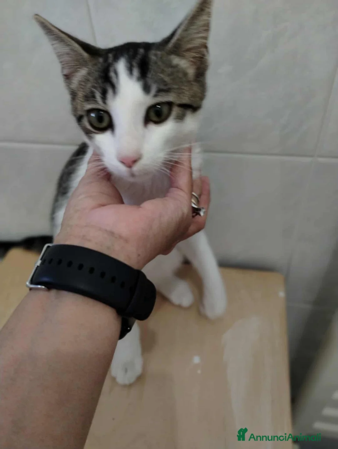 Europeo gatti in regalo: Dolcissimo gattino in adozione, PACO! - Annuncio 3