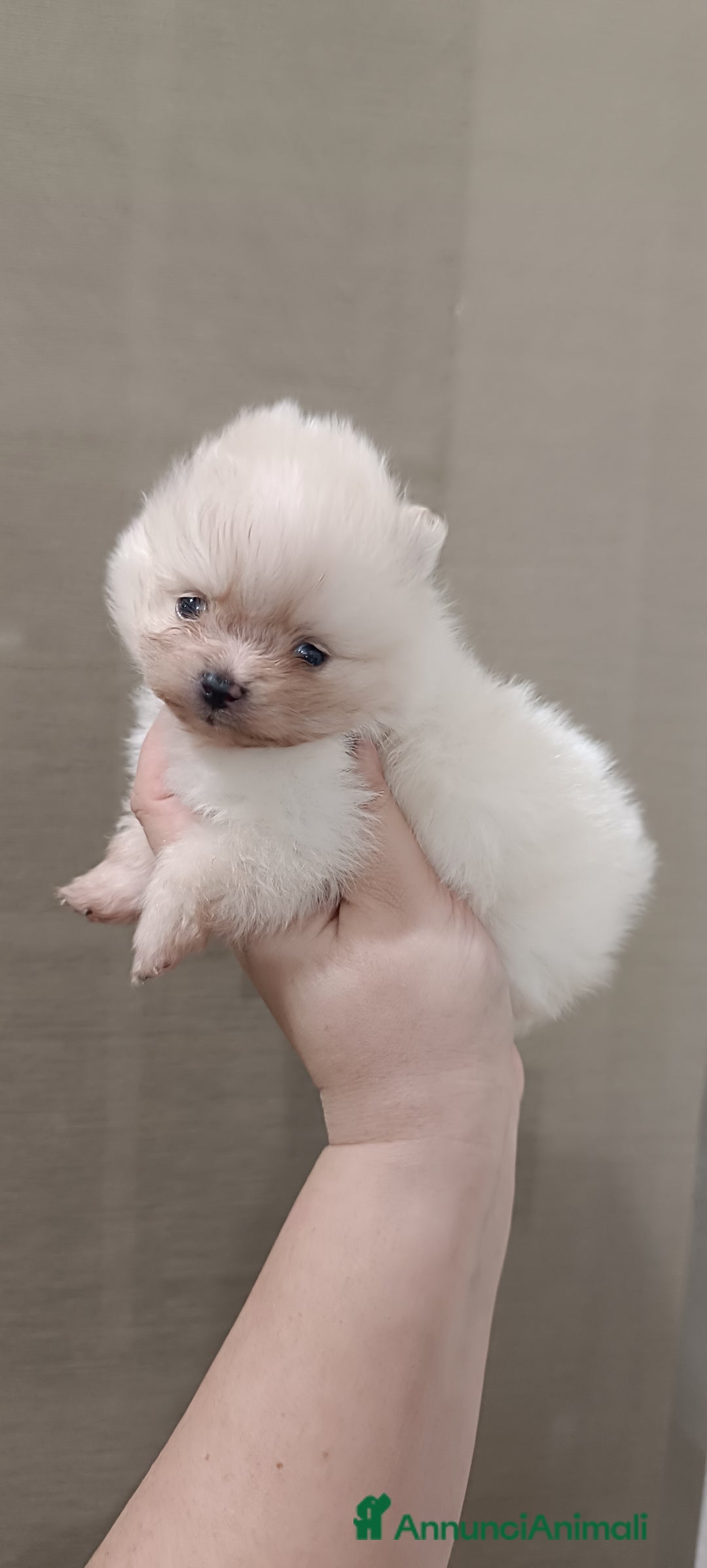 Volpino Pomerania cani in vendita: Cuccioli di Pomerania con pedigree ENCI  - Annuncio 2