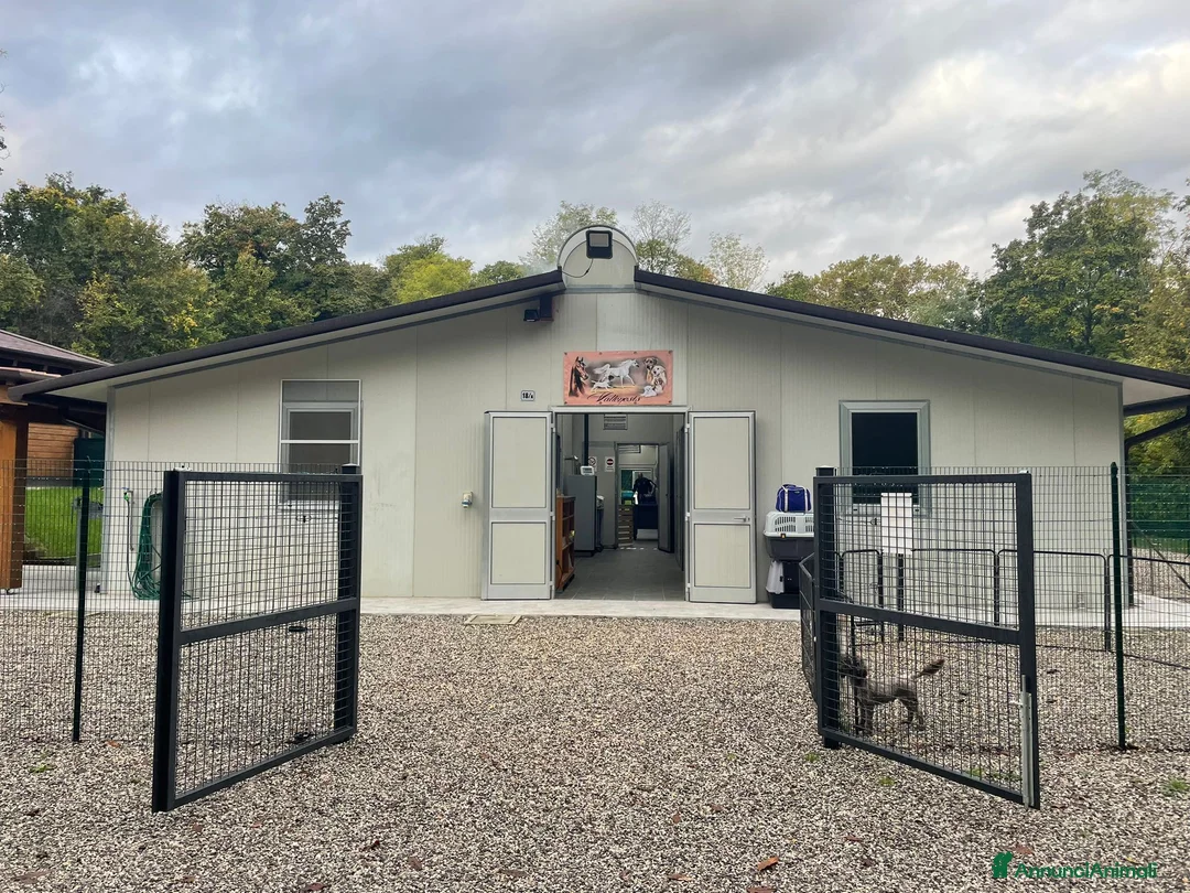 Immagine della galleria {{count}}