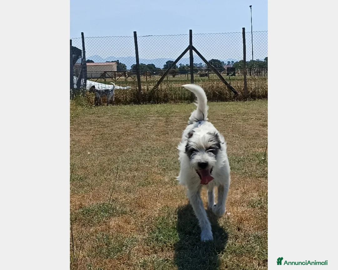 Meticcio cani in regalo: Cirillo, bellissimo mix spinone in canile a Latina - Annuncio 4