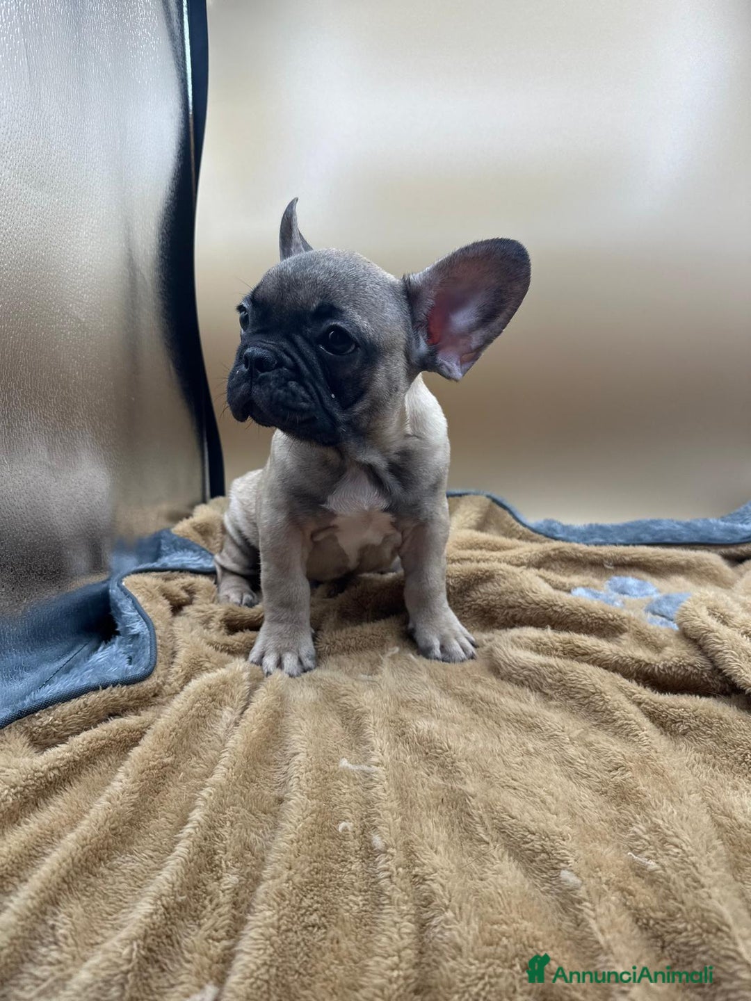 Bulldog Francese cani in vendita: Bouledogue Francese - Annuncio 2