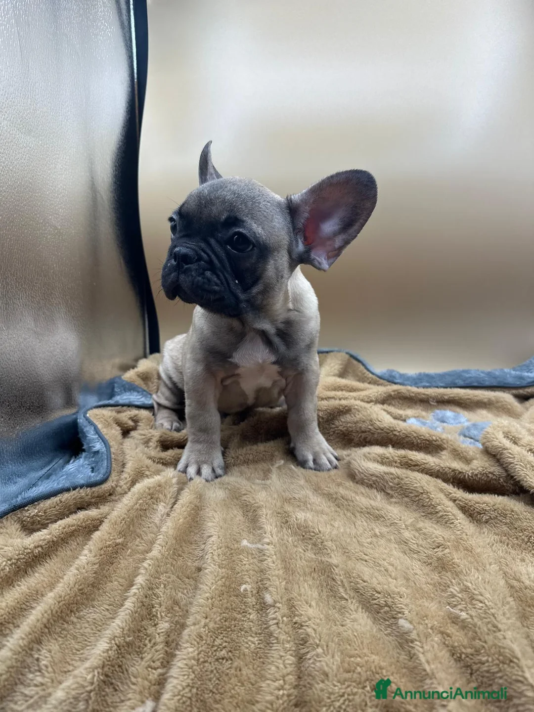 Bulldog Francese cani in vendita: Bouledogue Francese - Annuncio 2