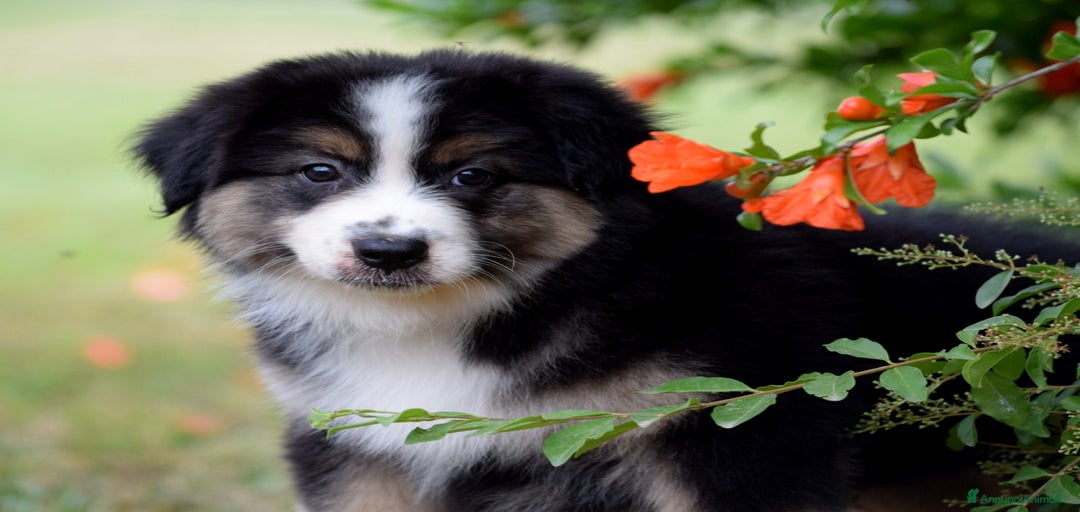 Immagine della galleria {{count}}