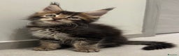 Maine Coon gatti in vendita: Maine Coon con pedigree  - Annuncio 8
