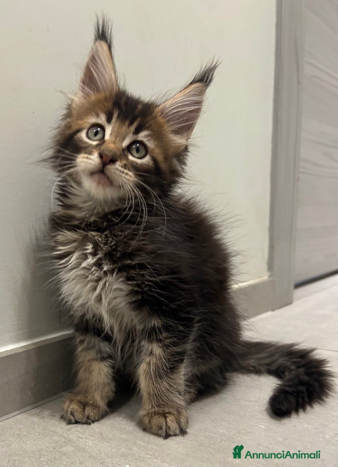 Maine Coon gatti in vendita: Maine Coon con pedigree  - Annuncio 8