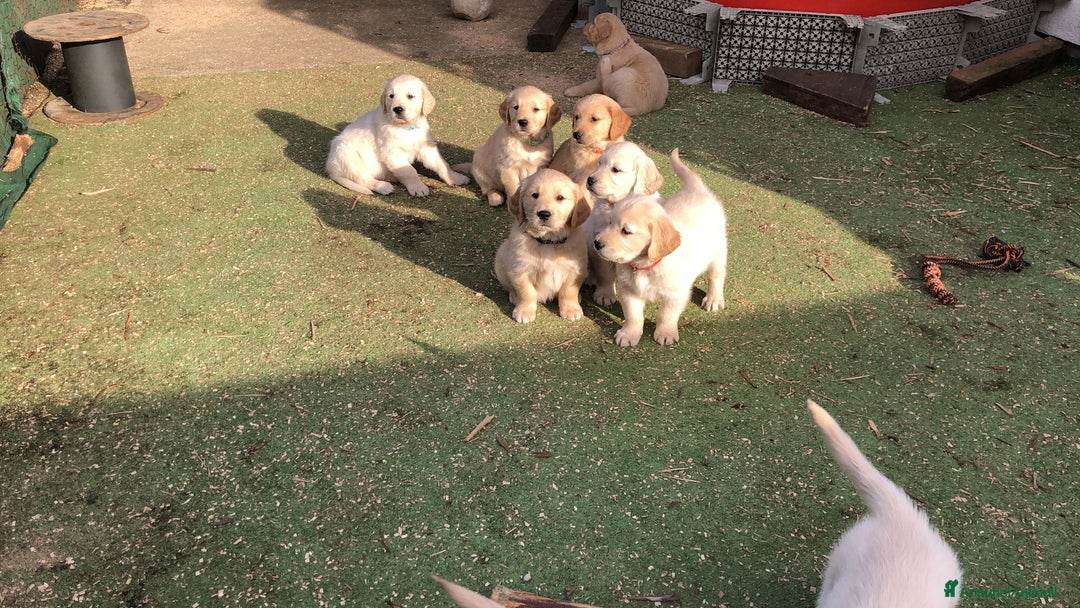 Golden Retriever cani in vendita: Golden Retriever  - Annuncio 9