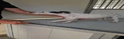 Meticcio cani in regalo: Confetto: 3 mesi taglia contenuta  - Annuncio 5