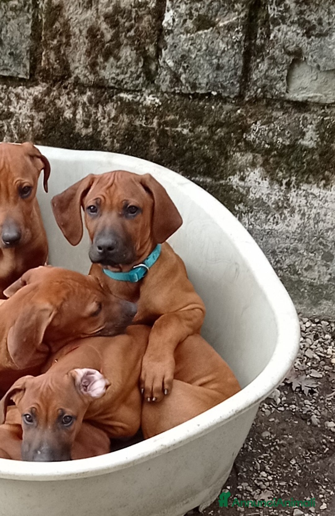 Rhodesian Ridgeback cani in vendita: Cuccioli Rhodesian Ridgeback  - Annuncio 6