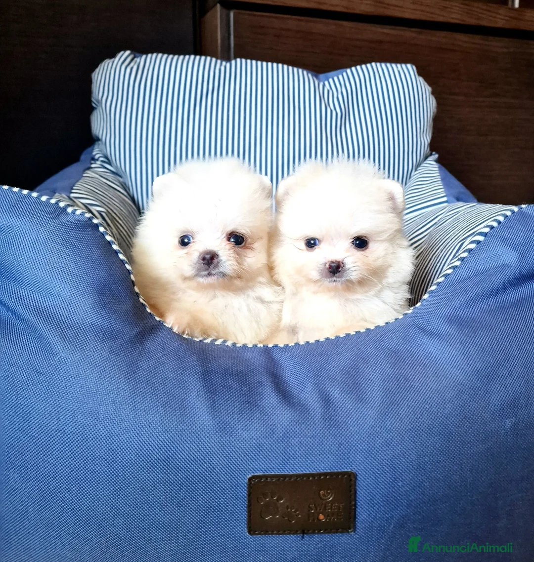 Spitz cani in vendita: Spitz di Pomerania NANO tedesco  - Annuncio 1