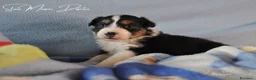 Australian Shepherd cani in vendita: Cuccioli pastore australiano  - Annuncio 7