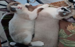 Siamese gatti in vendita: Splendidi gattini cuccioli di siamese e snowshoe  a Città Metropolitana di Torino - Immagine 5