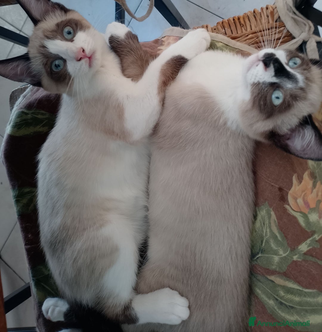 Siamese gatti in vendita: Splendidi gattini cuccioli di siamese e snowshoe  a Città Metropolitana di Torino - Immagine 5