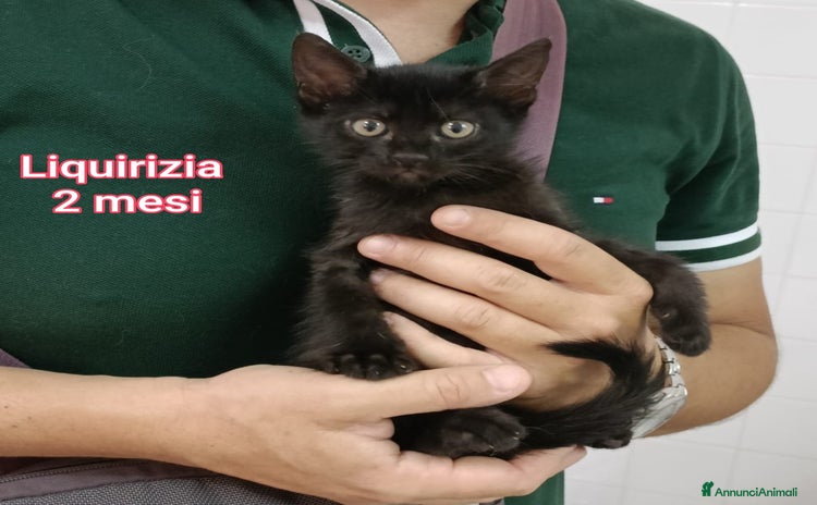 Altre razze gatti a Città Metropolitana di Firenze - Annuncio 9