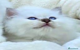 Sacro di Birmania gatti in vendita: Gattini Sacro di Birmania  - Immagine 1