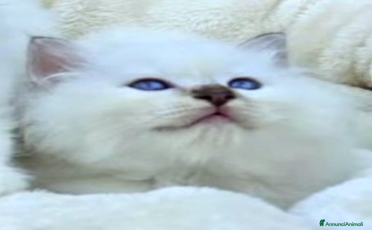 Sacro di Birmania gatti - Annuncio 5