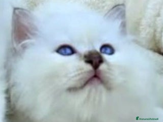 Sacro di Birmania gatti Gattini Sacro di Birmania - Annuncio 5