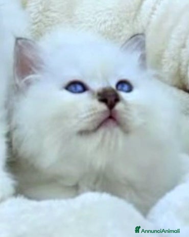 Sacro di Birmania gatti - Annuncio 3