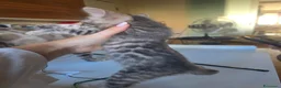Bengala gatti in vendita: Cuccioli gatto bengala  - Annuncio 30