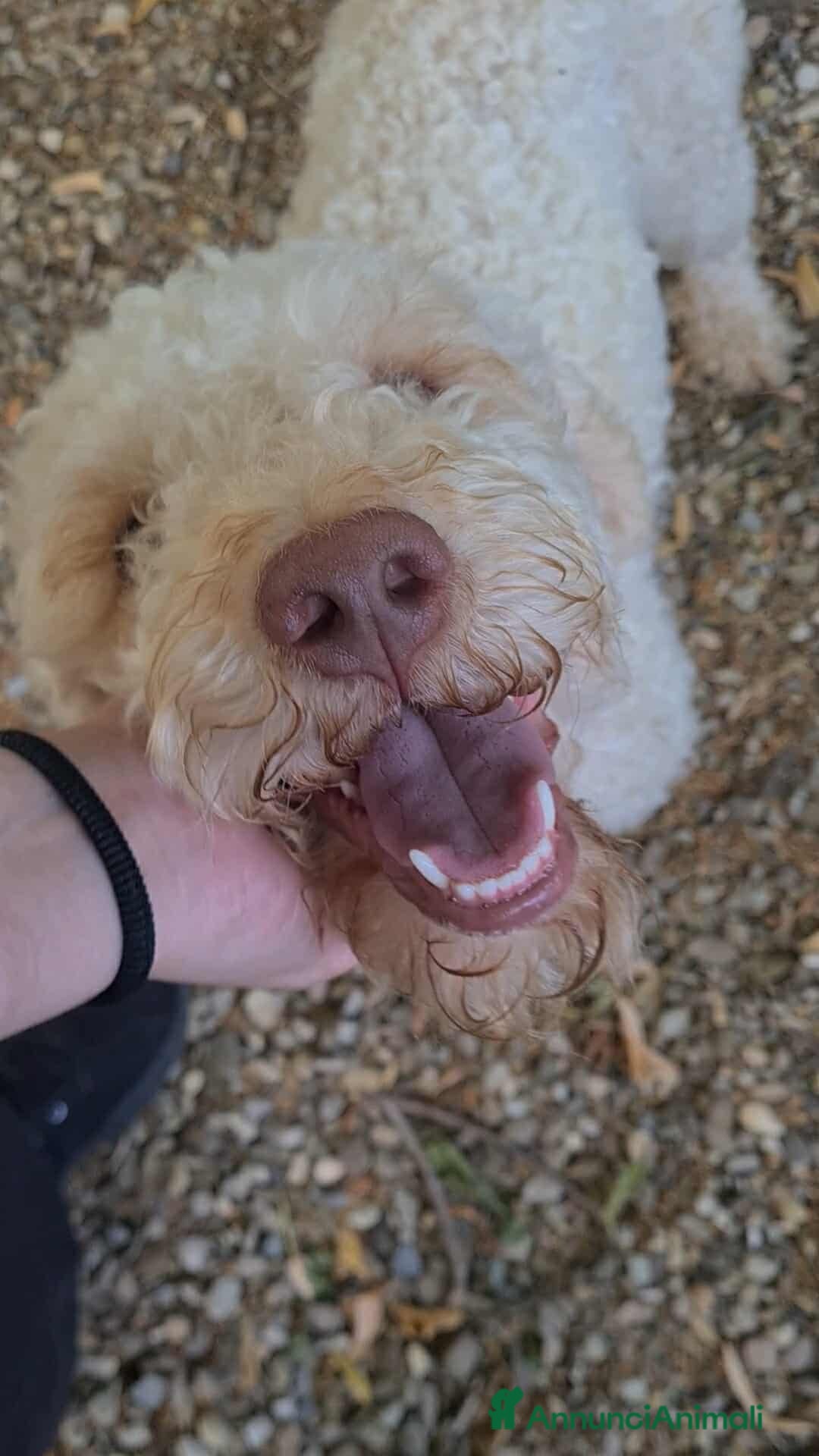Lagotto cani in regalo: ISOTTA, dolcissima LAGOTTA cerca famiglia! - Annuncio 3
