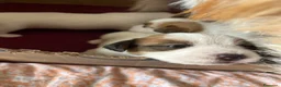 Jack Russell cani in vendita: Cuccioli Jack Russel Terrier Alta genealogia  - Annuncio 11