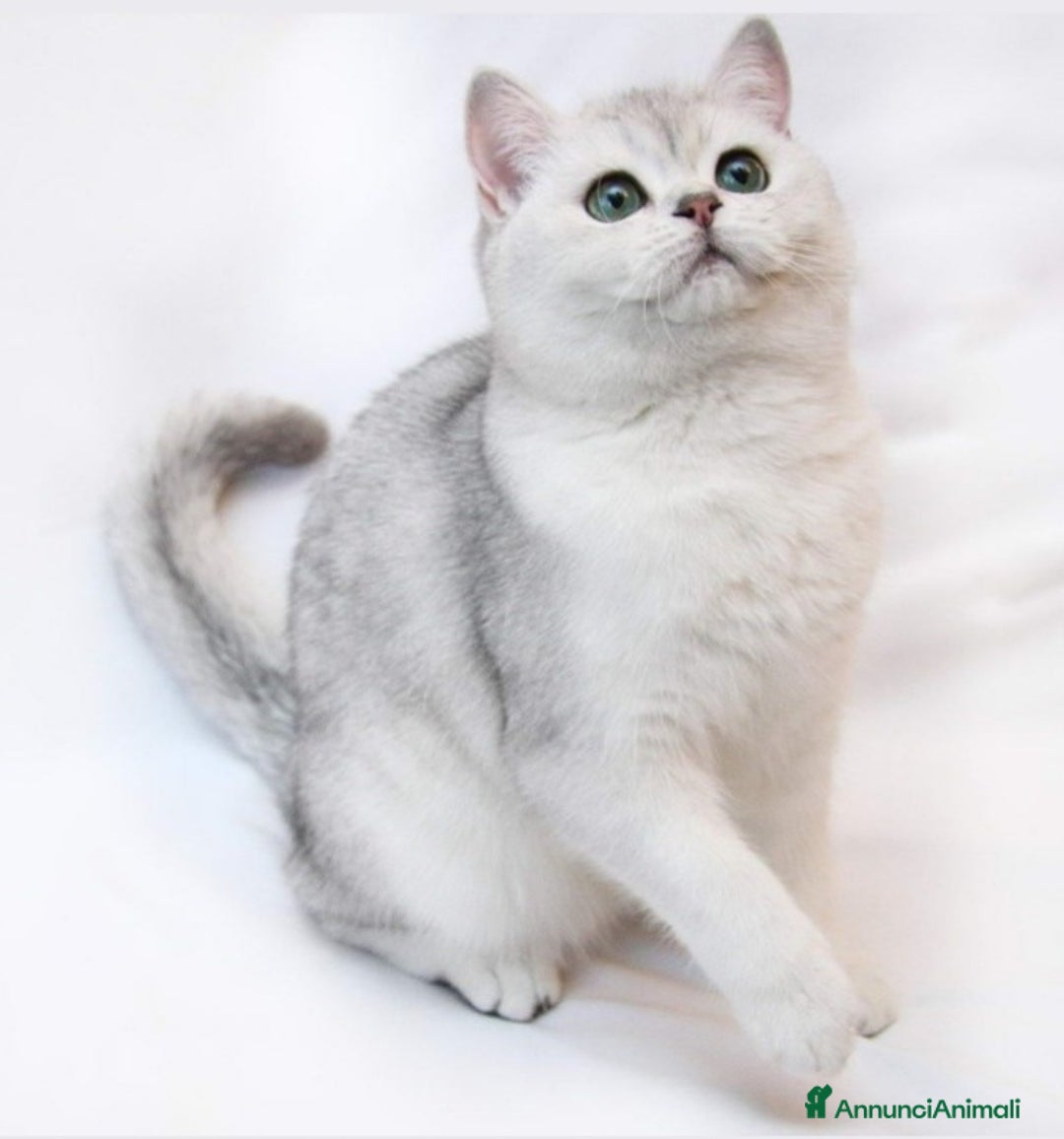 British gatti per accoppiamento: British per accopiamento  a Provincia di Monza e della Brianza - Annuncio 4
