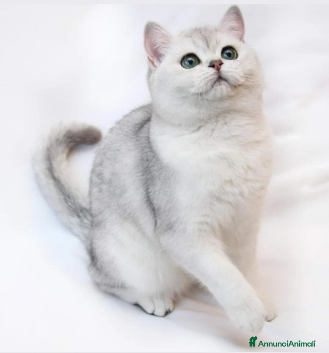 British gatti per accoppiamento: British per accopiamento  a Provincia di Monza e della Brianza - Annuncio 4